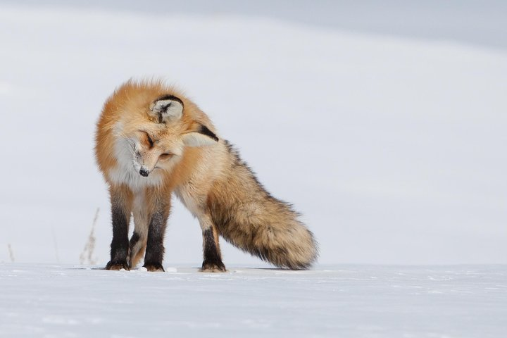A red fox listens for a meal in Grand Teton National Park.
